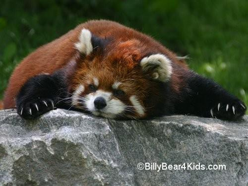 #FirefoxRedpandaZwierzęta