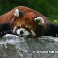 #FirefoxRedpandaZwierzęta