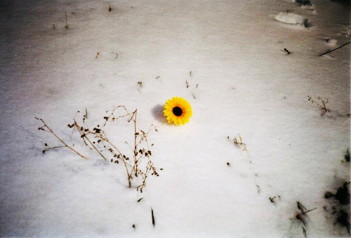 #kwiat #zima #śnieg