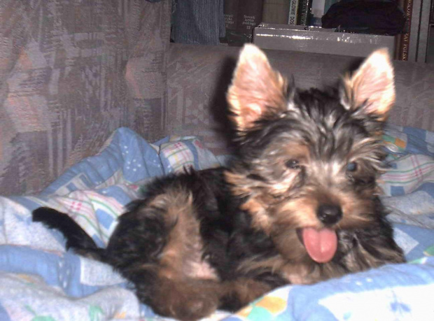 Pies rasy Yorkshire Terrier urodzony 04.06.2006 u nas w domu od 12.08.2006 (ok. godz. 17)