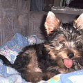 Pies rasy Yorkshire Terrier urodzony 04.06.2006 u nas w domu od 12.08.2006 (ok. godz. 17)